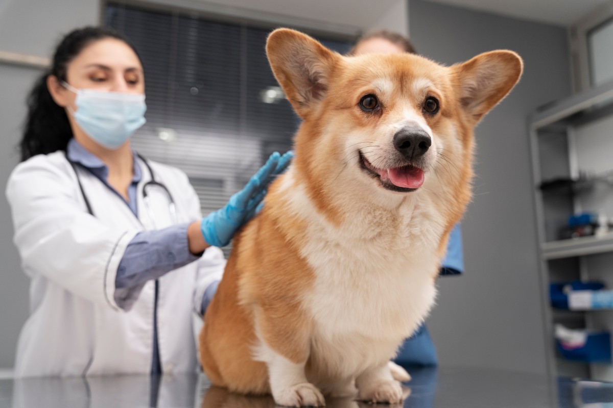 veterinarian-taking-care-pet-dog (1)